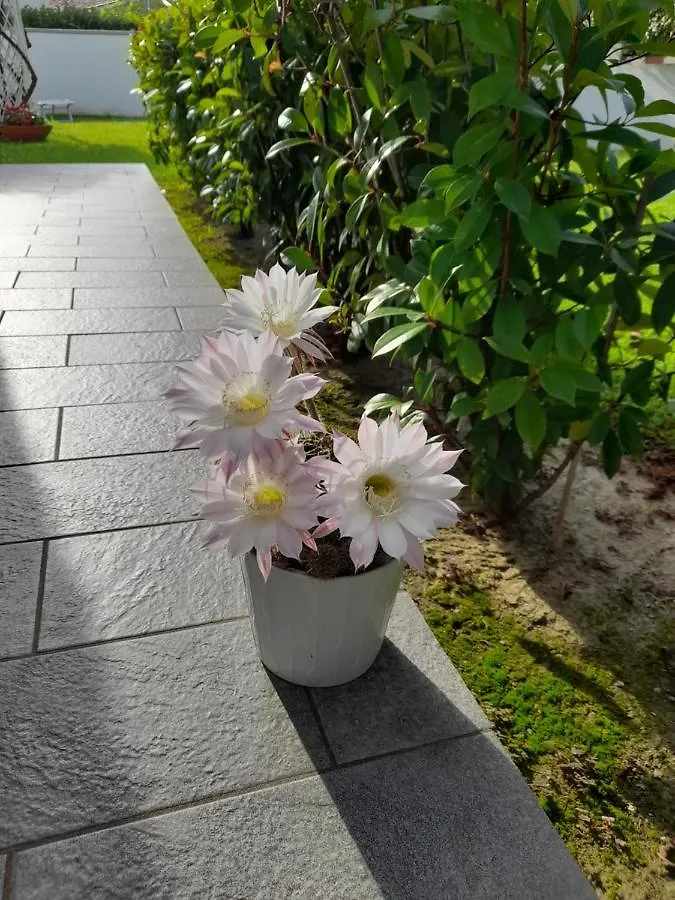 B&B Villa Griselda 3*, Quinto Di Treviso